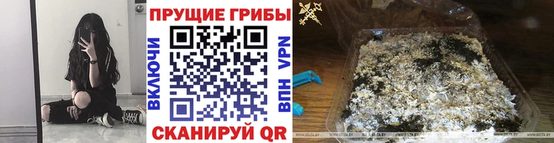 Псилоцибиновые грибы Psilocybe  Артёмовск 